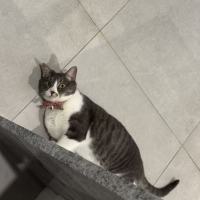 Photo of Pumpkin