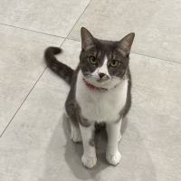Photo of Pumpkin