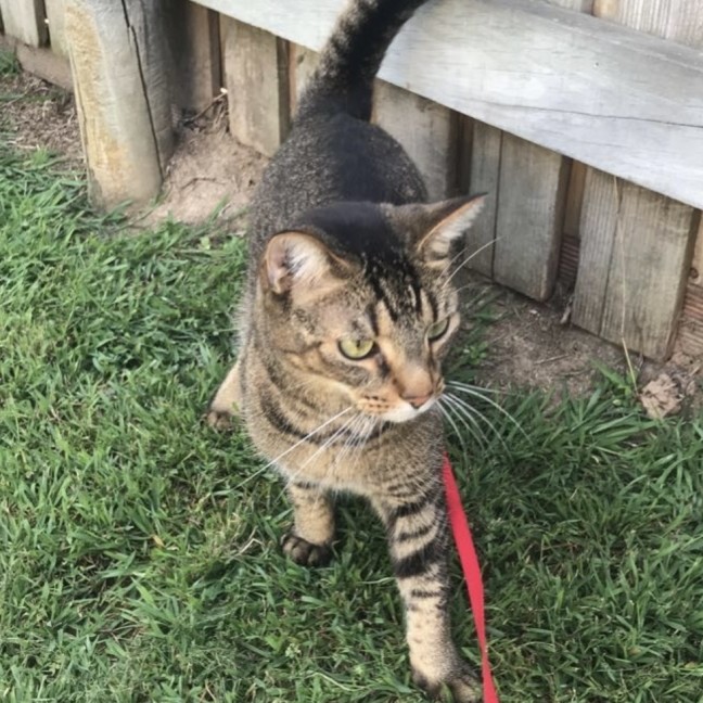 Photo of Oscar