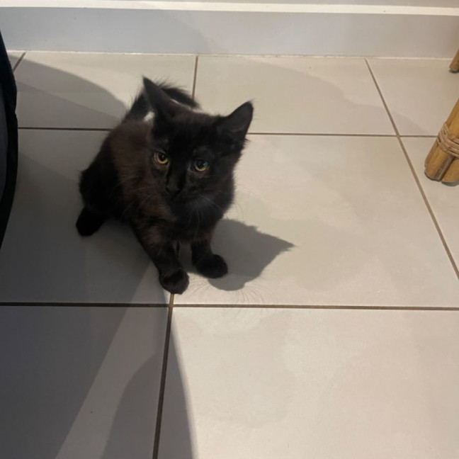 Olivia meet me petstock Dandenong store Female Domestic Medium Hair