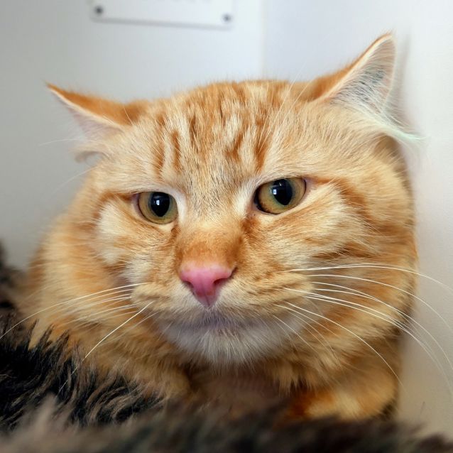 Photo of Gingie Sua005532