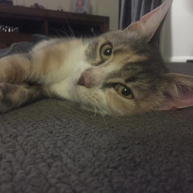 Photo of Fern