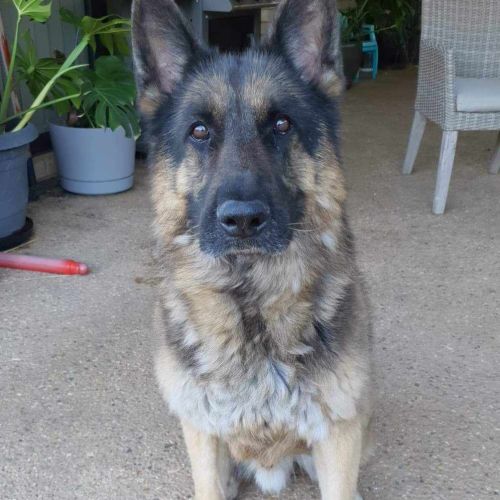Samson 