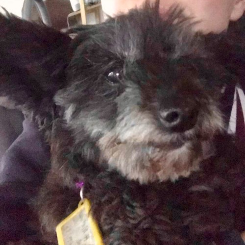 Pippa