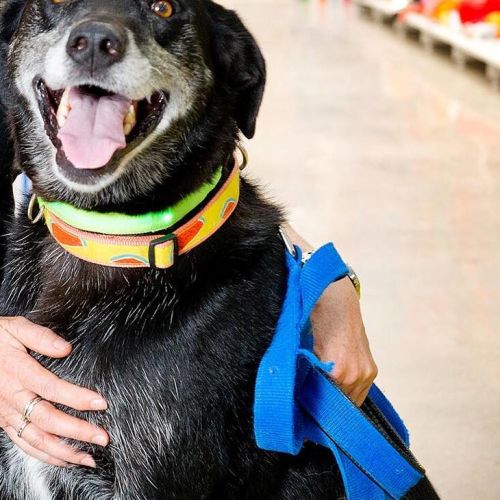 Sunny *On Trial in His New Home*