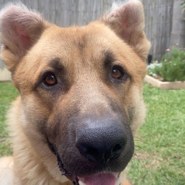 Photo of Ollie   Meet And Greet Organised