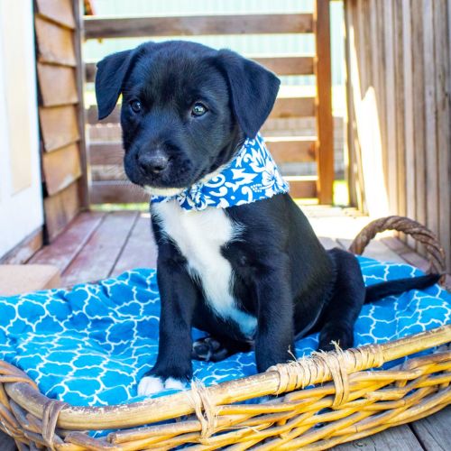 Alvin ~Border Collie X Puppy(On Trial 23/01/2021) 