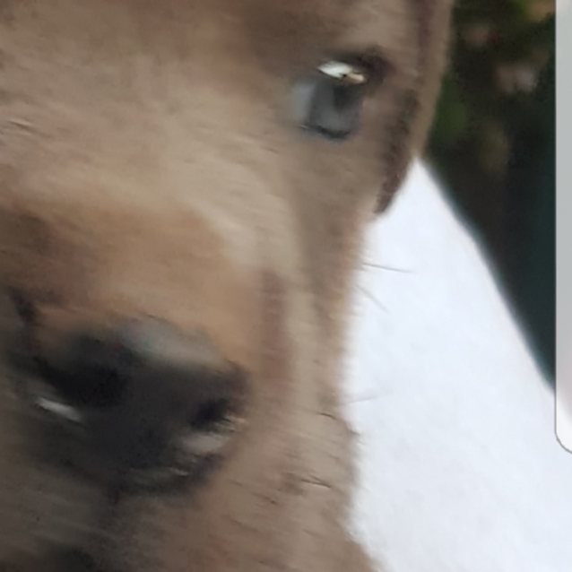 Photo of Boof