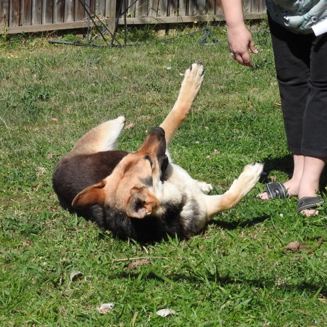 Photo of Luna   Meet And Greet Organised