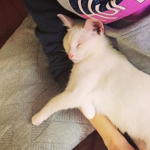 Photo of Clover. Loves Dogs!