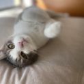Photo of Catsanova