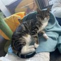 Photo of Cookie