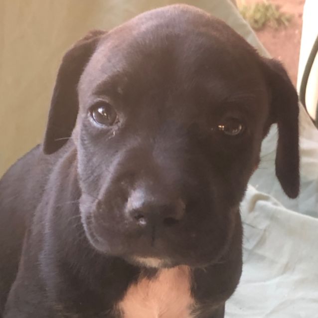 Photo of Colt (Now On Adoption Trial)