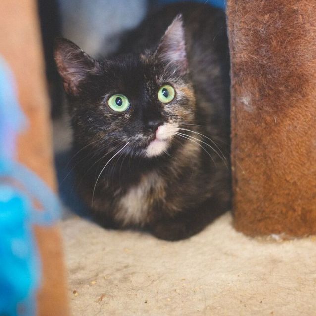 Photo of Tyga. Stunning Eyes And Personality To Match!