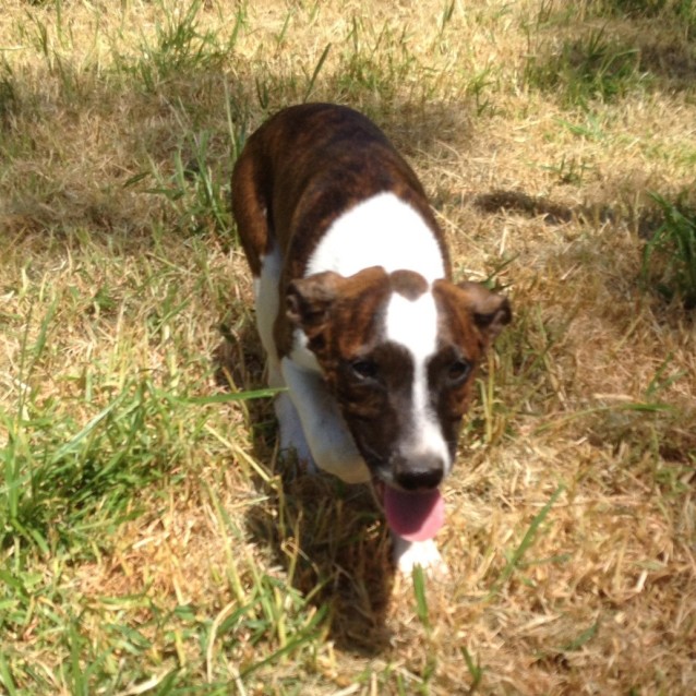 Photo of ♥ Bryan ♥ ~ Noble Prince