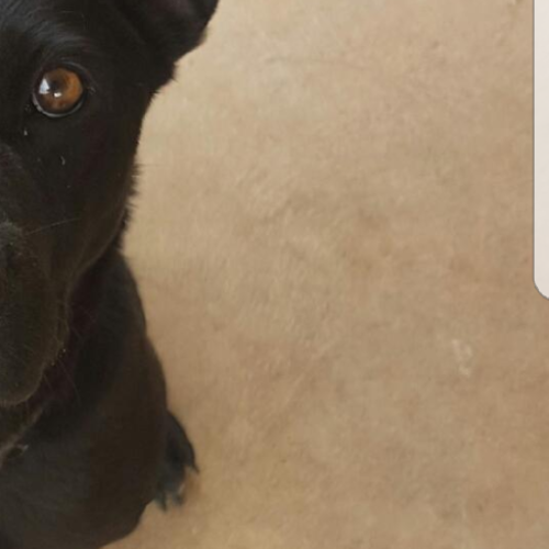 Stella ****** assisted rehome ******
