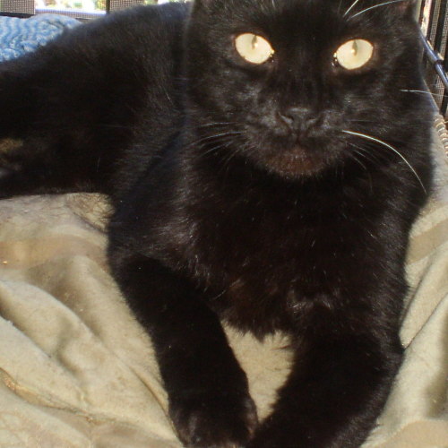 Jedda