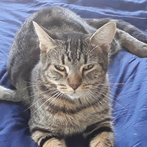 Meeka
