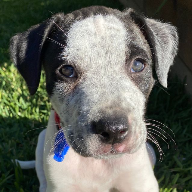 Buddy Mixed Puppy (On Trial 26/09/20) Medium Male Labrador x Cattle