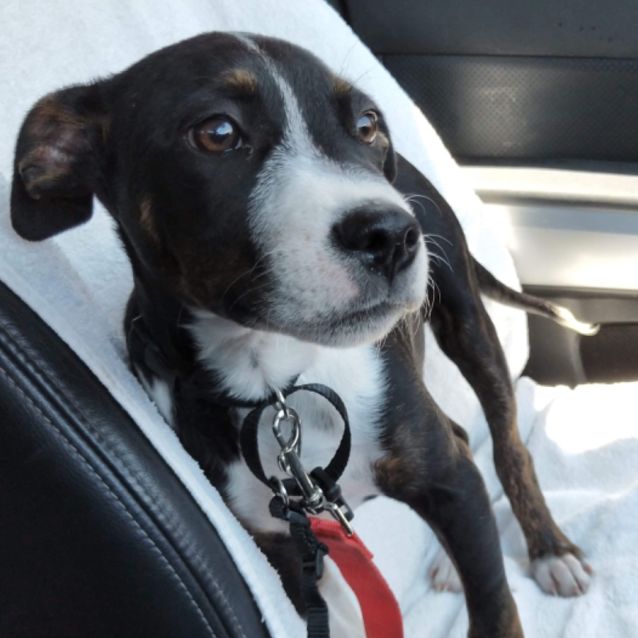 Photo of Blaze