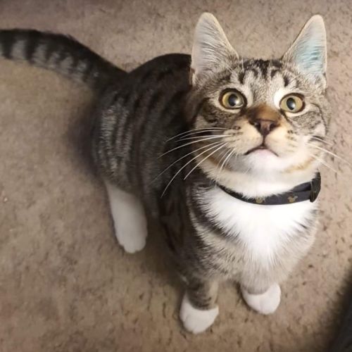 Toby. Great with cats, dogs & kids!