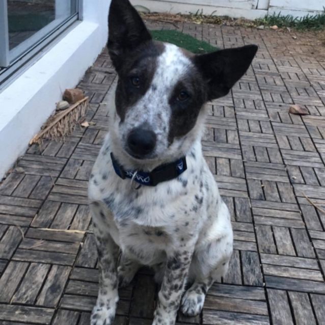 Photo of Tucker