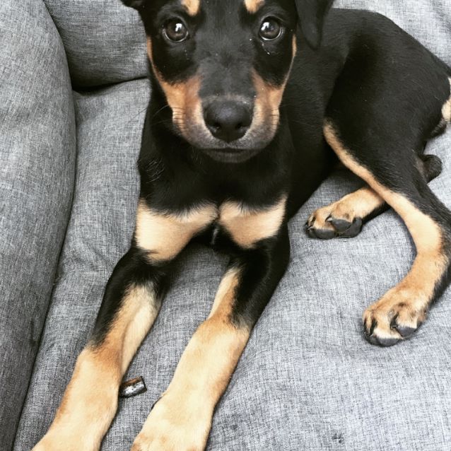 Staghound x kelpie best sale