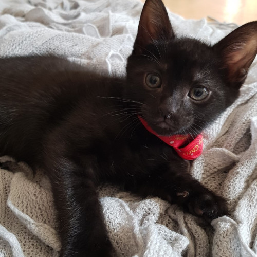 Nelson **2nd Chance Cat Rescue**