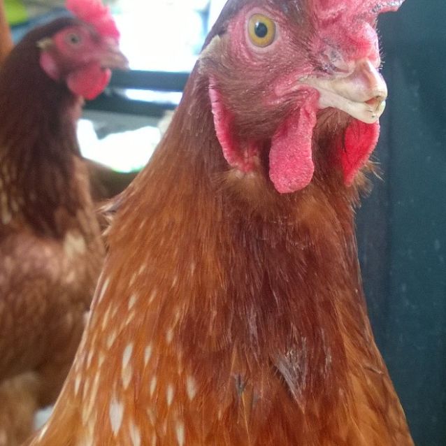 Chickens Female Chicken in NSW PetRescue