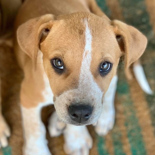 Daisy (on adoption trial)