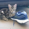 Photo of Paige ^Dandy Cat Rescue^