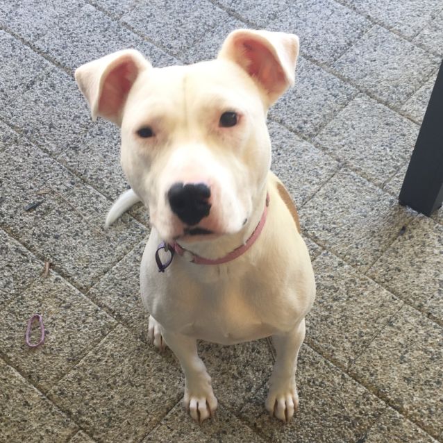 Photo of Pixie Db510