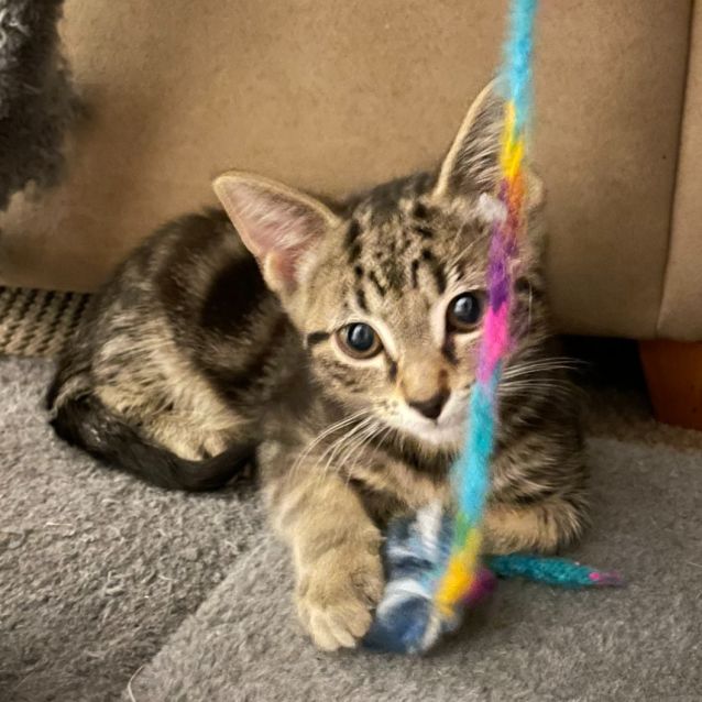 Photo of Oscar