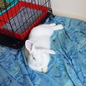 Photo of Pearl