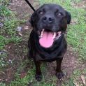 Photo of Bear (On Adoption Trial)