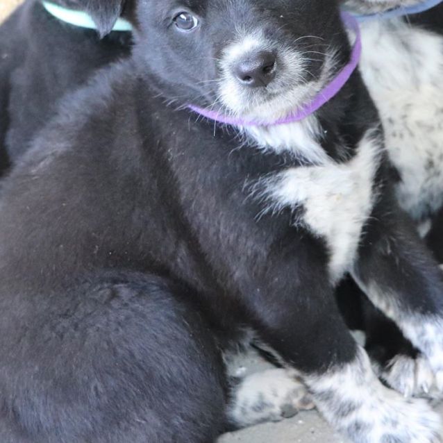 Photo of Gertie 