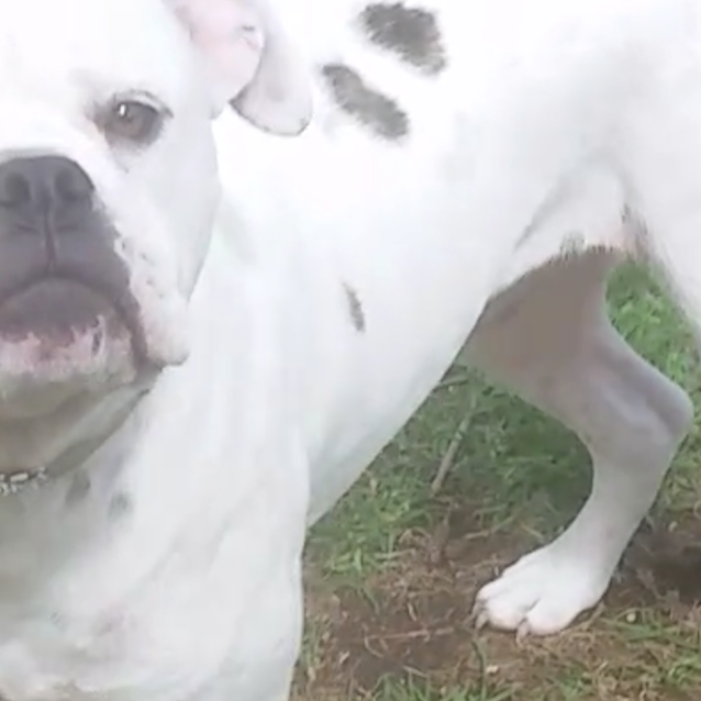 Photo of Pinkie Perfect Pup!