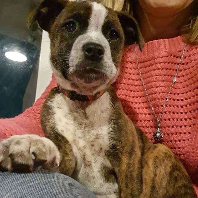 Photo of Puppy Ziggy Dl2465