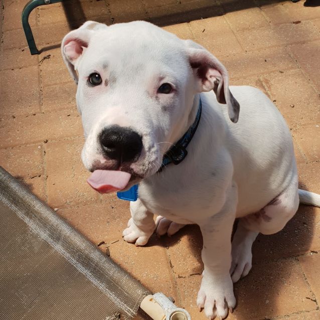 Photo of Maximus Dl2500