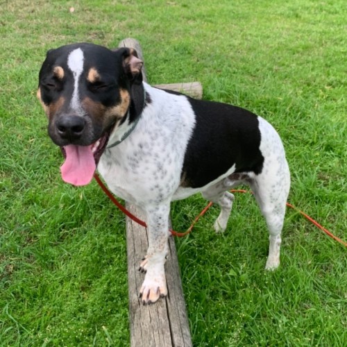 Georgie Boy (on Adoption trial)