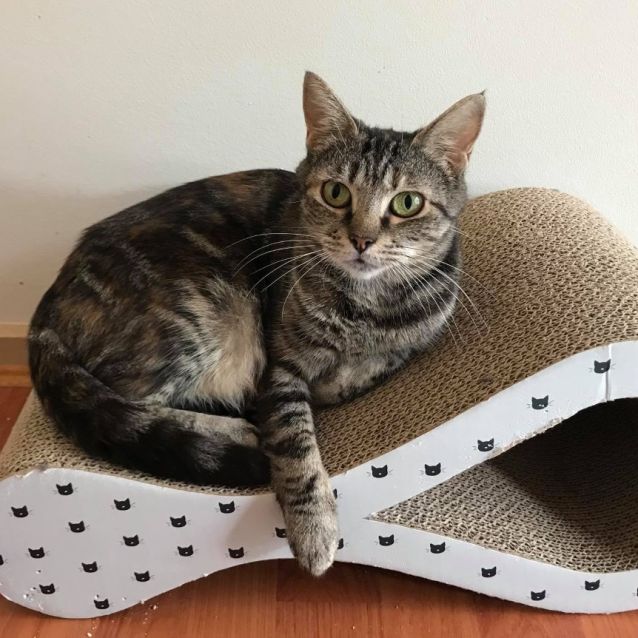 Photo of Badem **2nd Chance Cat Rescue**