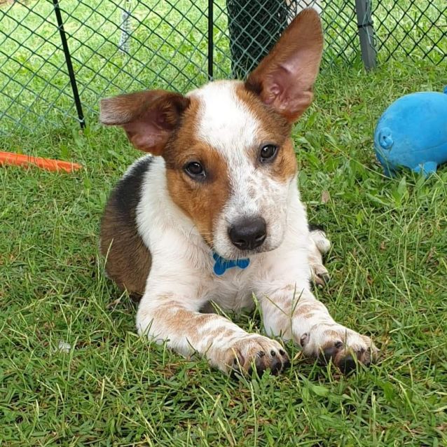 Photo of Butch