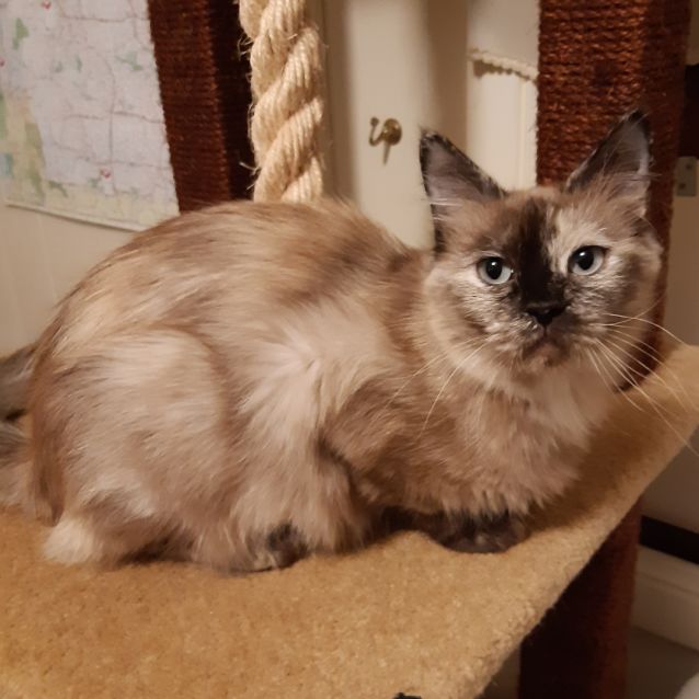 Photo of Mocha