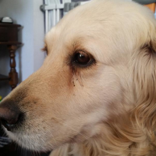 Daphne