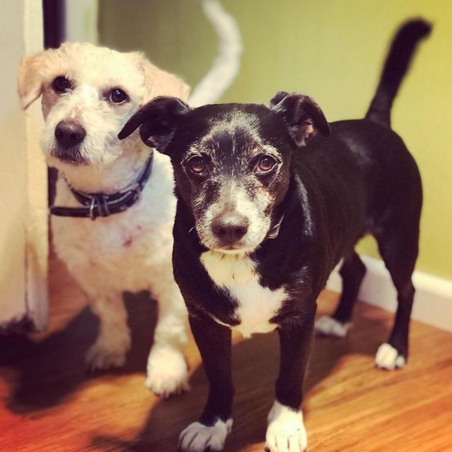 Photo of Baileykin & Piccoloni