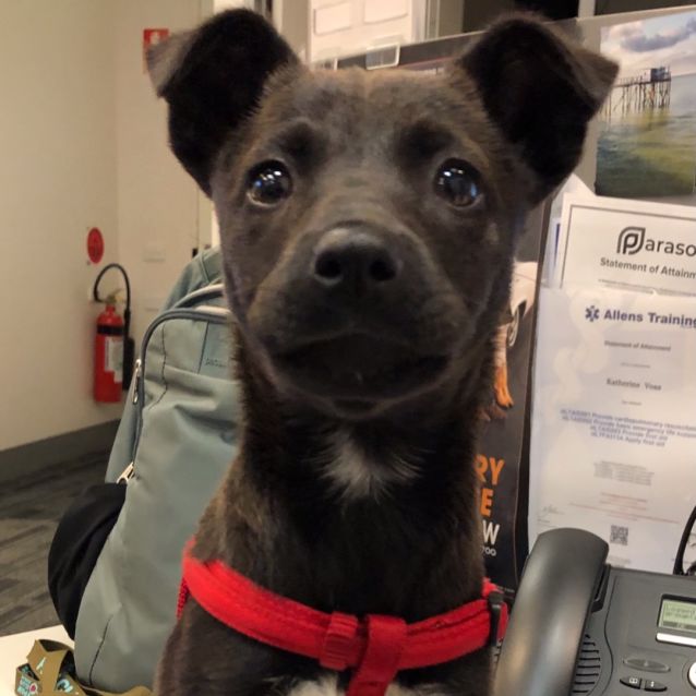 Photo of Midge (Midget)