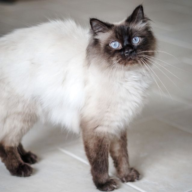 Photo of Gizmo ~ 3 Year Old Male Ragdoll