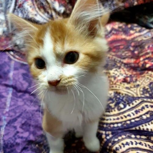 Clyde