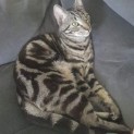 Photo of Tobias
