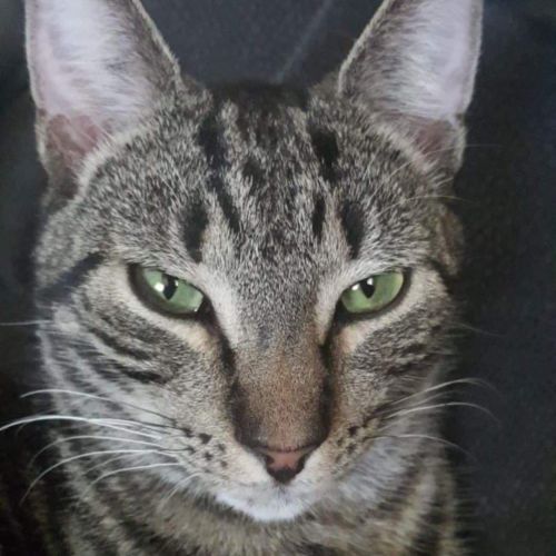 Tobias